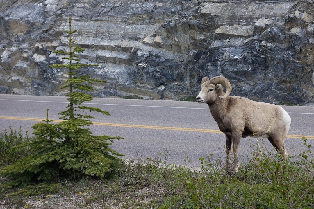 Photo RAM installation